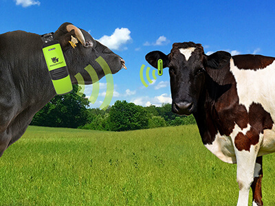 Az ivarzás jelei: a tehén vagy üsző megfelelő időpontban való termékenyítése fontos
